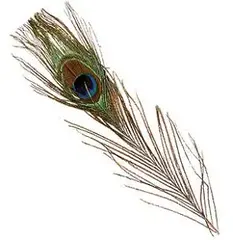 Peacock Eyes - Orange Wapsi