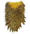 Futurefly Signature Hen Saddle Sunburst Yellow