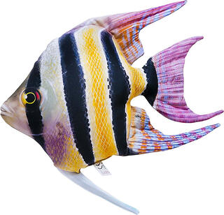 Gaby Freshwater Angelfish 51cm Herlige kosedyr for ekte fiskere