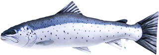 Gaby Sea Trout 100cm Herlige kosedyr for ekte fiskere