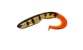 Gator Catfish 35cm BlackPerch Curlytail med stor profil for stor fisk