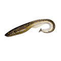 Gator Catfish 11cm ShinySmolt Curlytail perfekt til abbor og gjørs