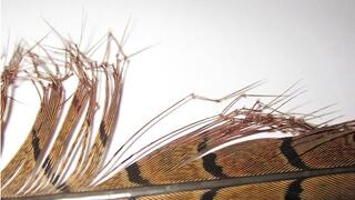 Semperfli Double Knee Cranefly/Daddy Pheasant Tail - Natural