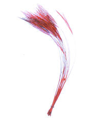 Stripped Hackle Quills - Red Veniard