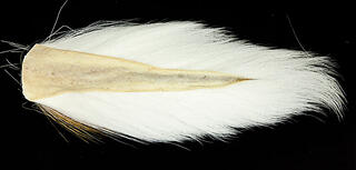 Wapsi Bucktail Large Natural