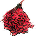 Amherst Pheasant Head No.2 - Dyed Red Diamantfasan komplett hode