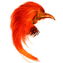 Golden Pheasant Topping Crest Orange Toppen av hodet