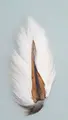 Veniard Bucktail Large Natural White Kvalitets hjortehale med lange fibre