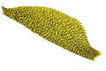 Whiting 1/2 American Rooster Cape Grizzly Yellow