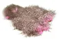 Whiting Spey SH/C Grizzly dyed ShellPink Grizzly dyed Shell Pink
